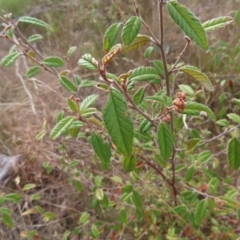 Unidentified Other Shrub at Bombay, NSW - 14 Jul 2023 by MatthewFrawley