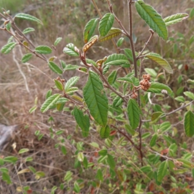 Pomaderris sp. at Bombay, NSW - 14 Jul 2023 by MatthewFrawley