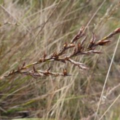 Lepidosperma laterale (Variable Sword Sedge) at Bombay, NSW - 14 Jul 2023 by MatthewFrawley