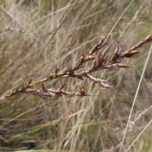 Lepidosperma laterale at Bombay, NSW - 14 Jul 2023