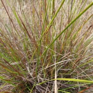 Lepidosperma laterale at Bombay, NSW - 14 Jul 2023