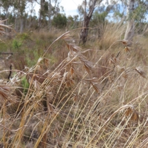 Themeda triandra at Bombay, NSW - 14 Jul 2023