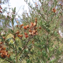 Bursaria spinosa subsp. lasiophylla (Australian Blackthorn) at Bombay, NSW - 14 Jul 2023 by MatthewFrawley