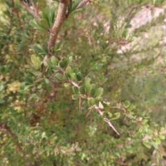 Bursaria spinosa subsp. lasiophylla at Bombay, NSW - 14 Jul 2023 12:03 PM