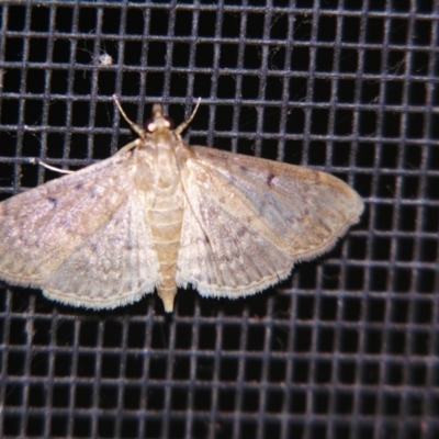 Herpetogramma licarsisalis (Sod Webworm) at Sheldon, QLD - 23 Mar 2007 by PJH123