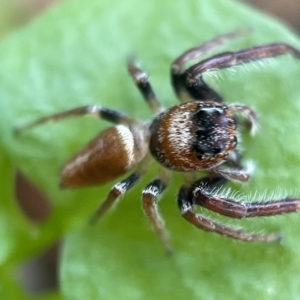 Opisthoncus nigrofemoratus at Canberra, ACT - 14 Jul 2023