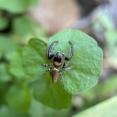 Opisthoncus nigrofemoratus at Canberra, ACT - 14 Jul 2023