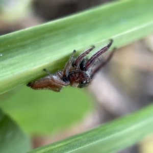 Opisthoncus nigrofemoratus at Canberra, ACT - 14 Jul 2023