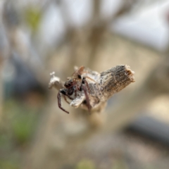 Opisthoncus nigrofemoratus at Canberra, ACT - 14 Jul 2023