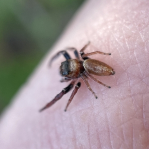 Opisthoncus nigrofemoratus at Canberra, ACT - 14 Jul 2023