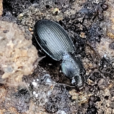 Pterostichini (tribe) (A Carabid beetle) at Cotter River, ACT - 14 Jul 2023 by trevorpreston