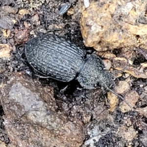 Adelium porcatum at Cotter River, ACT - 14 Jul 2023 02:19 PM