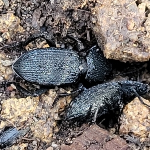 Cardiothorax monarensis at Cotter River, ACT - 14 Jul 2023 02:19 PM