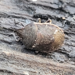 Dictyotus sp. (genus) (A brown shield bug) at Cotter River, ACT - 14 Jul 2023 by trevorpreston