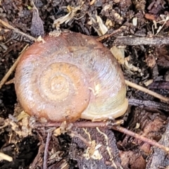 Austrorhytida capillacea (Common Southern Carnivorous Snail) at Lower Cotter Catchment - 14 Jul 2023 by trevorpreston