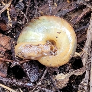 Austrorhytida capillacea at Cotter River, ACT - 14 Jul 2023