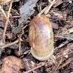 Austrorhytida capillacea at Cotter River, ACT - 14 Jul 2023 02:05 PM