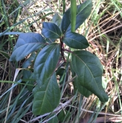 Viburnum tinus (Laurustinus) at Lawson, ACT - 30 Jun 2023 by rainer