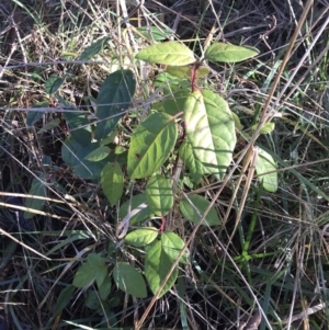 Viburnum tinus at Lawson, ACT - 30 Jun 2023 09:35 AM