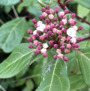 Viburnum tinus at Evatt, ACT - 24 Jun 2023 11:13 AM