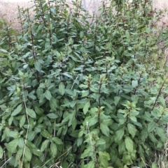 Viburnum tinus at Evatt, ACT - 24 Jun 2023