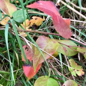 Pyrus ussuriensis at Giralang, ACT - 19 Jun 2023