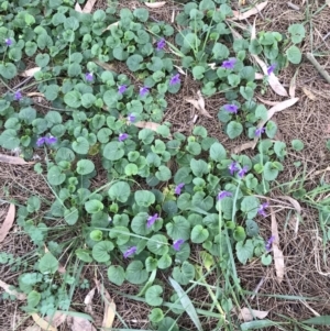 Viola odorata at Giralang, ACT - 19 Jun 2023