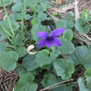 Viola odorata at Giralang, ACT - 19 Jun 2023