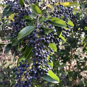 Ligustrum sinense at Evatt, ACT - 11 Jun 2023 12:10 PM