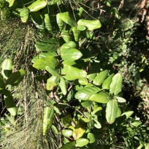 Lonicera japonica at Evatt, ACT - 11 Jun 2023