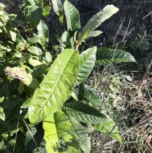 Eriobotrya japonica at Evatt, ACT - 11 Jun 2023