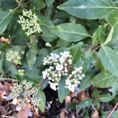 Viburnum tinus (Laurustinus) at Evatt, ACT - 11 Jun 2023 by rainer