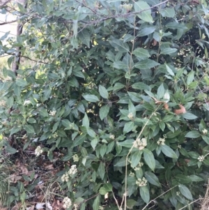 Viburnum tinus at Evatt, ACT - 11 Jun 2023