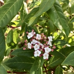 Viburnum tinus at Evatt, ACT - 11 Jun 2023