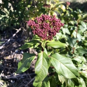 Viburnum tinus at Evatt, ACT - 11 Jun 2023