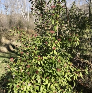 Viburnum tinus at Evatt, ACT - 11 Jun 2023