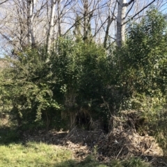 Ligustrum lucidum (Large-leaved Privet) at Evatt, ACT - 11 Jun 2023 by rainer