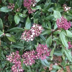 Viburnum tinus (Laurustinus) at Campbell, ACT - 9 Jun 2023 by rainer