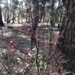 Nandina domestica (Sacred Bamboo) at Campbell, ACT - 9 Jun 2023 by rainer