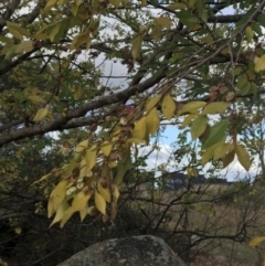 Ulmus parvifolia (Chinese Elm) at Ainslie, ACT - 9 Jun 2023 by rainer