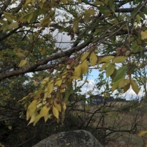 Ulmus parvifolia at Ainslie, ACT - 9 Jun 2023