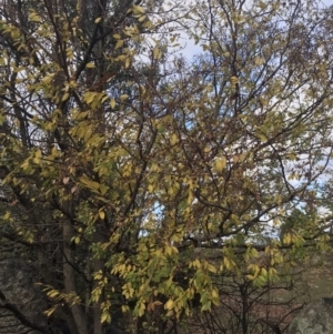 Ulmus parvifolia at Ainslie, ACT - 9 Jun 2023