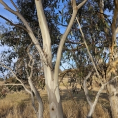 Eucalyptus pauciflora subsp. pauciflora (White Sally, Snow Gum) at Paddys River, ACT - 14 Jul 2023 by Jiggy