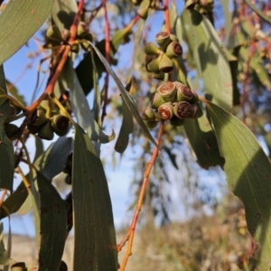 Eucalyptus pauciflora subsp. pauciflora at Kambah, ACT - 14 Jul 2023