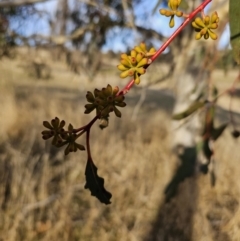 Eucalyptus pauciflora subsp. pauciflora at Kambah, ACT - 14 Jul 2023