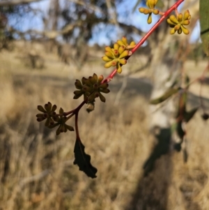 Eucalyptus pauciflora subsp. pauciflora at Kambah, ACT - 14 Jul 2023