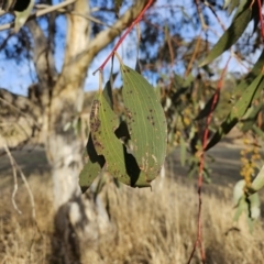 Eucalyptus pauciflora subsp. pauciflora at Kambah, ACT - 14 Jul 2023