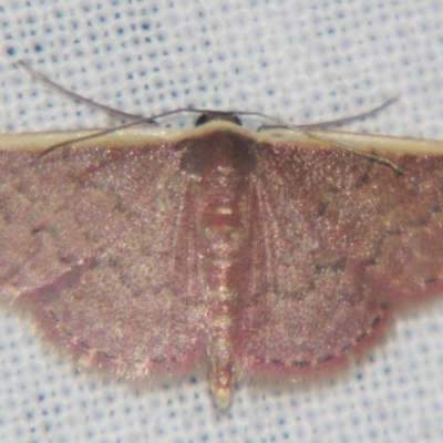 Idaea inversata (Purple Wave) at Sheldon, QLD - 23 Mar 2007 by PJH123