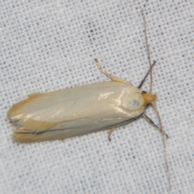 Xylorycta argentella (A Gelechioid moth (Xyloryctidae)) at Sheldon, QLD - 23 Mar 2007 by PJH123