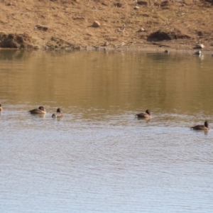 Aythya australis at Gordon, ACT - 14 Jul 2023